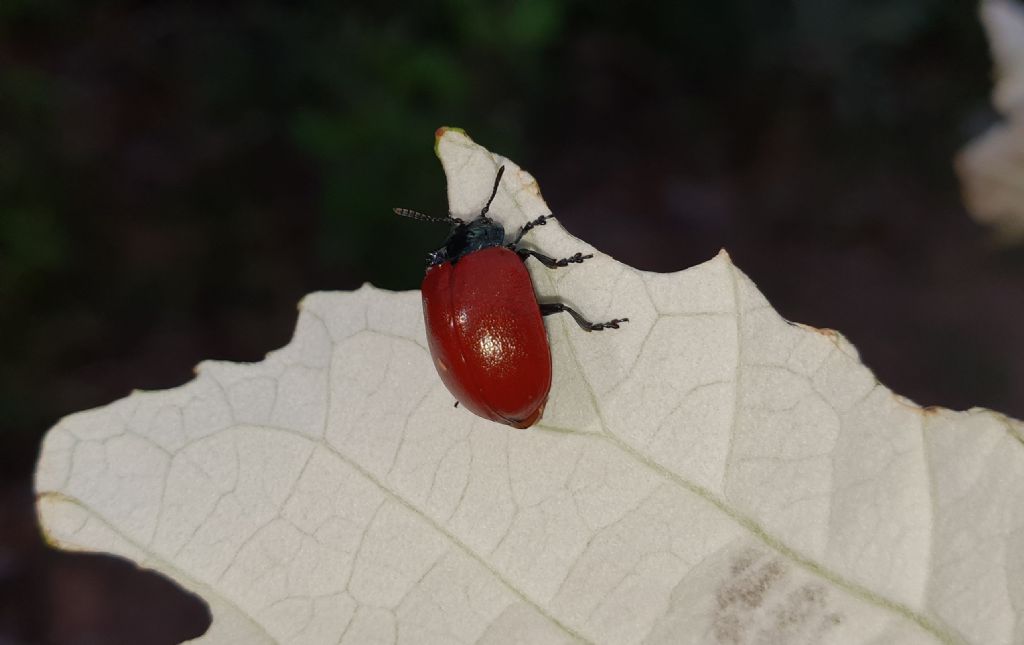 Strano comportamento di un Chrysomelidae. 